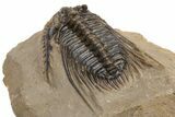 Spiny Leonaspis Trilobite - Very Large Specimen #232773-4